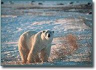 Save the Polar Bear